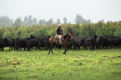 Ministros europeos aprobaron etiqueta de bienestar animal