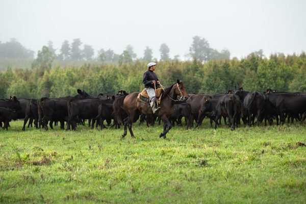 Ministros europeos aprobaron etiqueta de bienestar animal