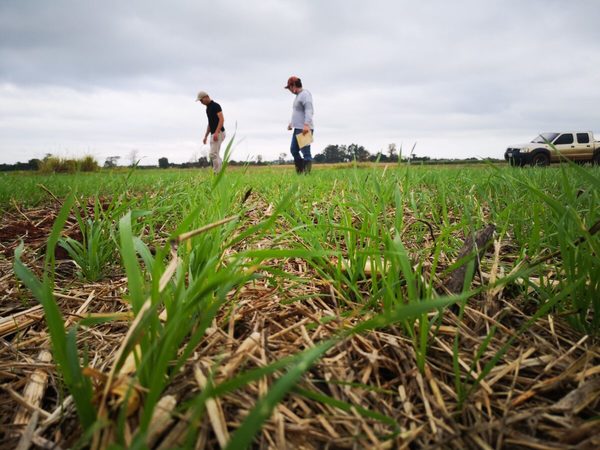 Publicación del atlas genómico del trigo beneficiaría a investigadores paraguayos