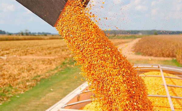 Exportación de maíz crece pese a la crisis | OnLivePy