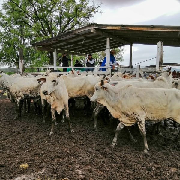 Ferusa realizó un “rematazo” de consumo e invernada del IPTA en Estancia Barrerito