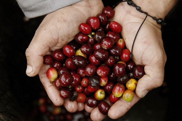 "Smart Agro", la tecnología al servicio de la agricultura en América Latina - MarketData