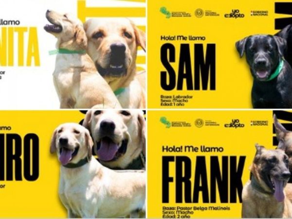 Buscan casa para "firuláis jubilados" de la Senad