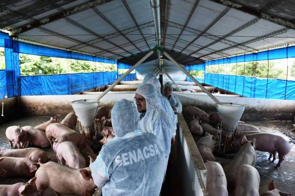 Frigoríficos celebran oportunidades de exportación con apertura de Uruguay para carne de cerdo | .::Agencia IP::.