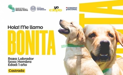 HOY / Tras cumplir servicio en la Senad, canes antidrogas buscan una nueva familia
