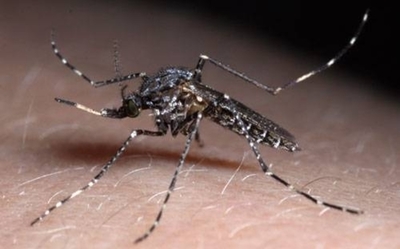 HOY / Invasión de “ñati‘ũ kavaju”, propiciada por lluvias y altas temperaturas: cómo combatirlos