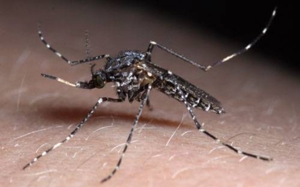HOY / Invasión de “ñati‘ũ kavaju”, propiciada por lluvias y altas temperaturas: cómo combatirlos