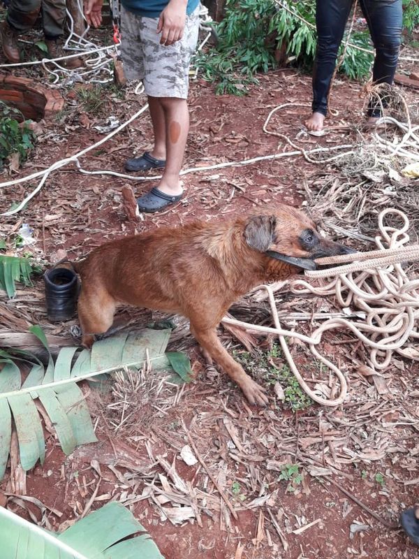 Quiso rescatar a su perro, pero también se cayó al pozo  - ABC en el Este - ABC Color