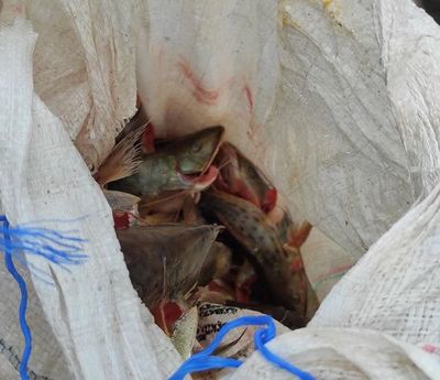 Incautación de pescado en Ayolas - Nacionales - ABC Color