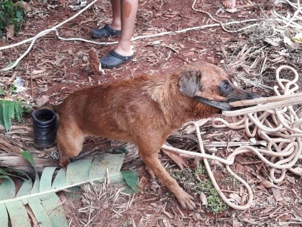 Un hombre casi muere al caer a un pozo tras intentar rescatar a perro
