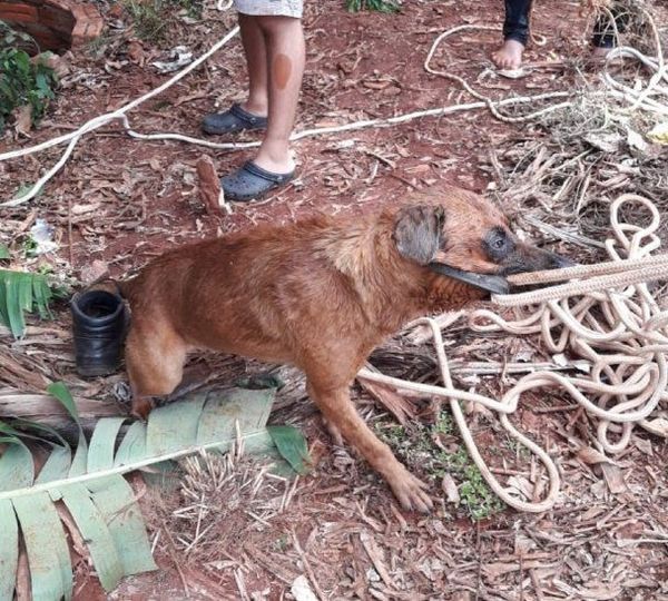Hernandarias: Un hombre casi pierde la vida al lanzarse a un pozo de 15 metros para rescatar a su perro