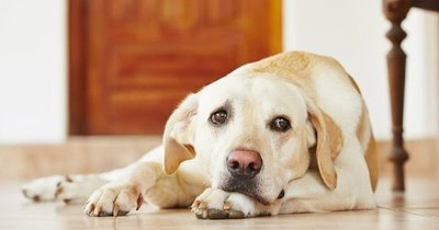 La Nación / Pirotecnia cero: recomendaciones para resguardar a las mascotas durante las fiestas