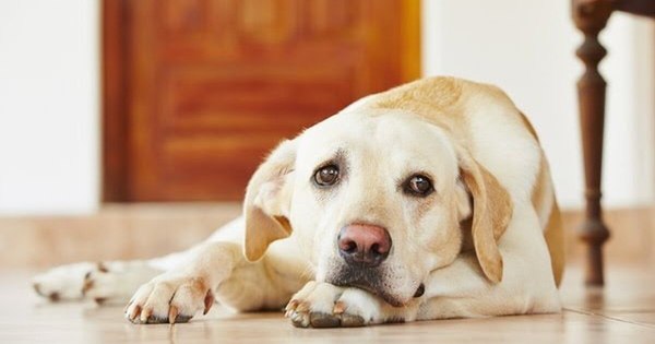 La Nación / Pirotecnia cero: recomendaciones para resguardar a las mascotas durante las fiestas