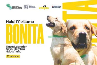 Agentes caninos de la Senad buscan nuevo hogar - Nacionales - ABC Color