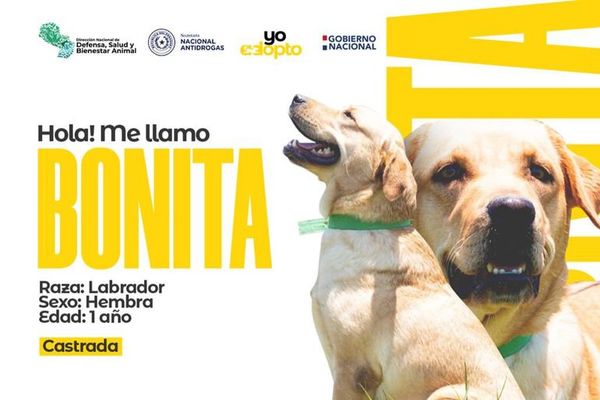 Agentes caninos de la Senad buscan nuevo hogar - Nacionales - ABC Color