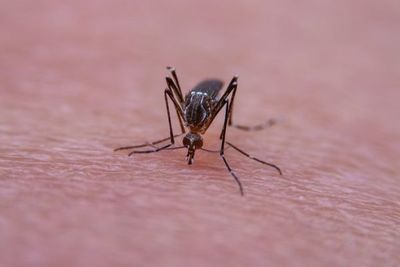 Descubren la estructura de una proteína del chikunguña clave para replicarse - Ciencia - ABC Color