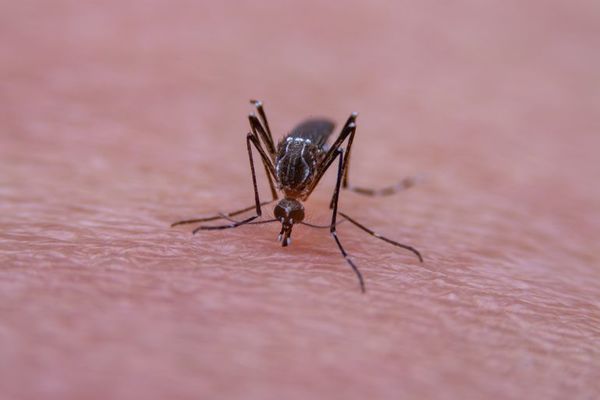 Descubren la estructura de una proteína del chikunguña clave para replicarse - Ciencia - ABC Color