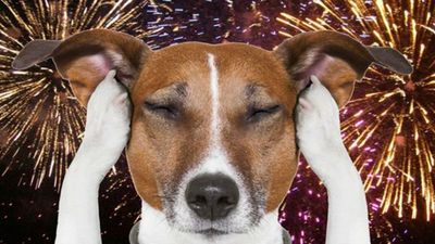 Cómo proteger a los perros de los fuegos artificiales en estas fiestas