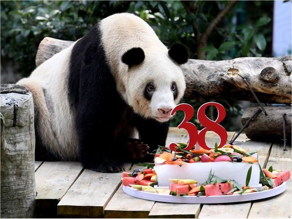 Muere a los 38 años la osa panda en cautividad más vieja del mundo
