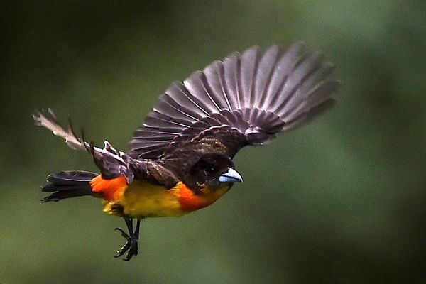 Participá del conteo navideño de aves