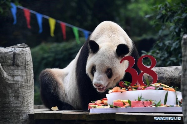 China: murió la osa panda más longeva en cautiverio