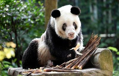 Muere la osa panda en cautividad más vieja del mundo
