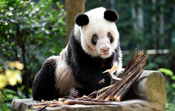 Muere la osa panda en cautividad más vieja del mundo