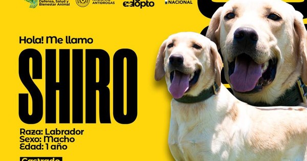 La Nación / Adopción responsable: agentes caninos de la Senad pasan a retiro y buscan nuevas familias