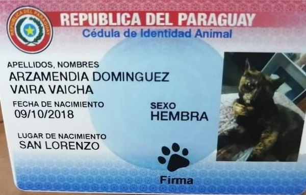 Cédulas de identidad para mascotas: allanan comercio tras denuncia