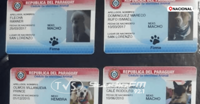 Allanan local por supuesta fabricación ilícita de cédulas de identidad para animales
