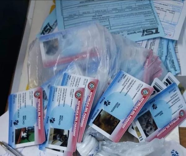Allanan comercial por supuesta fabricación ilícita de cédulas de identidad para mascotas | Noticias Paraguay