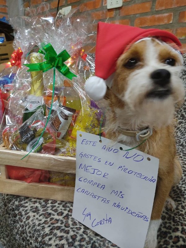 Crónica / Remata canastas para alimentar a peluditos
