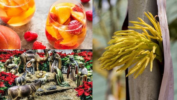 Raíces, ofrendas y el dulce aroma de la navidad