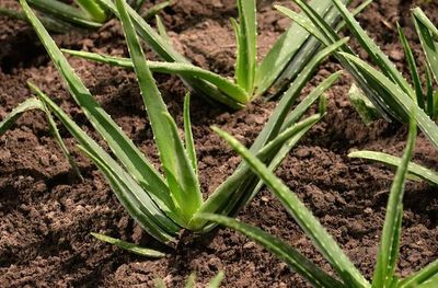 El poder sanador del aloe vera - Estilo de vida - ABC Color