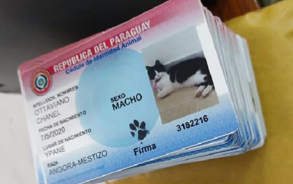 Fiscala justifica operativo contra “cedulación” de mascotas - Noticiero Paraguay