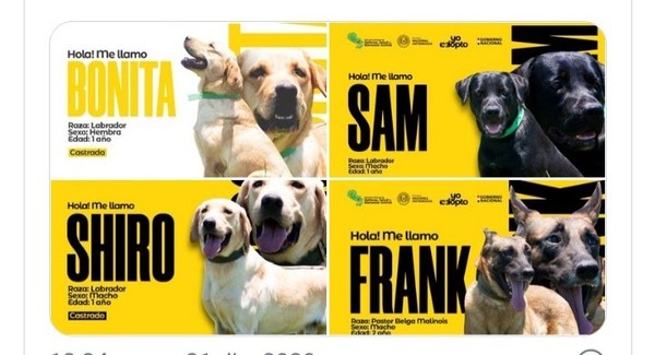 Seis canes entrenados que cumplieron su servicio en la Senad se encuentran en proceso de adopción