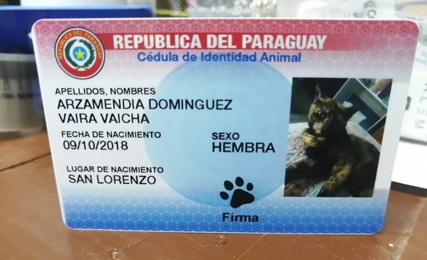 HOY / Cédulas “miau”: emprendedores cambiarán el diseño tras pedido de Fiscalía