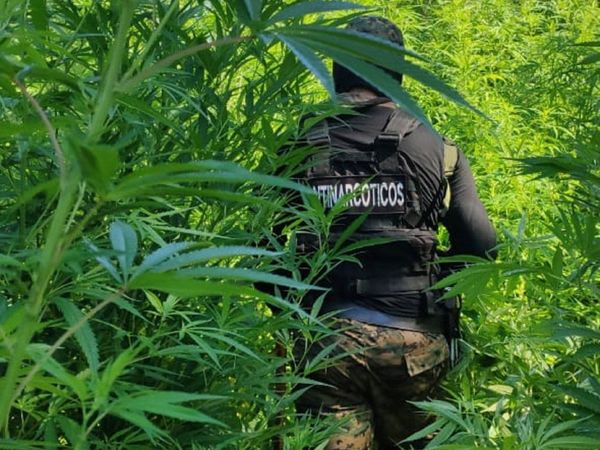 Senad destruye 10 hectáreas de marihuana en Pedro Juan Caballero