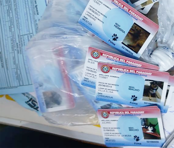 Jóvenes que creaban cédulas para mascotas a la espera de resolución del caso » Ñanduti
