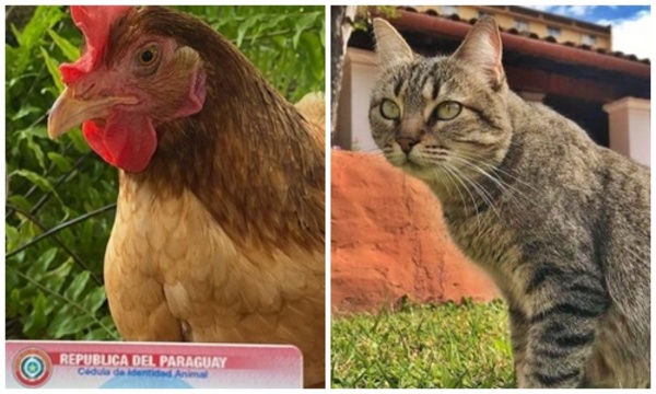 La gallina Hortensia y la gata Clarita tienen “cédula falsa”