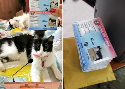 Chanel Ottaviano, la gatita con cédula que se viralizó, tras el criticado allanamiento de la Policía - Megacadena — Últimas Noticias de Paraguay