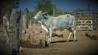 Crédito Agrícola otorgó más de 4.700 millones a productores del Chaco durante sequía