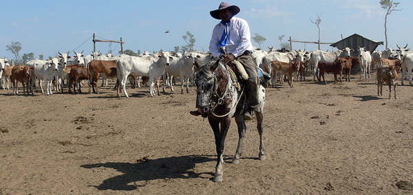 El 2020 cierra con récord en exportación de carne bovina y aumento del hato ganadero - El Trueno