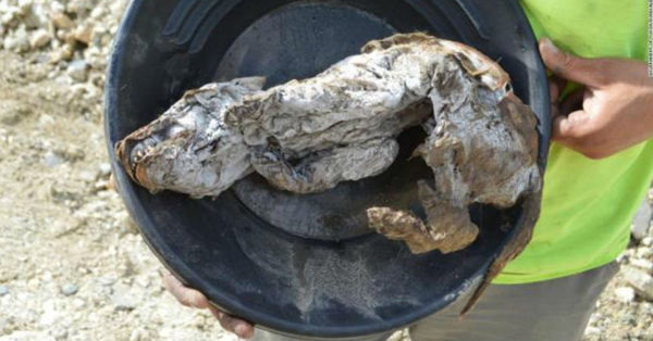 El impresionante hallazgo de un cachorro de lobo de 57.000 años congelado en perfecto estado - C9N