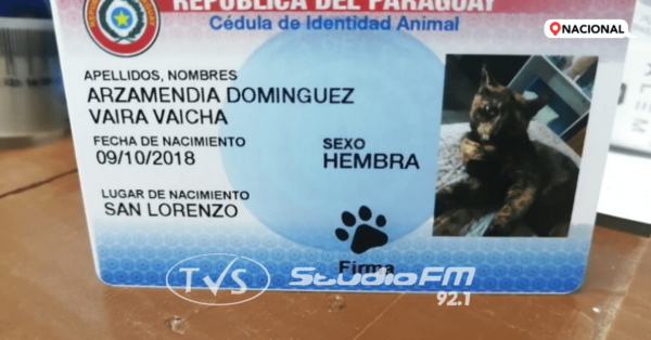 Cédulas “miau”: emprendedores cambiarán el diseño tras pedido de Fiscalía