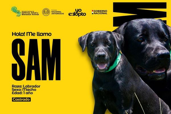 Más de 1.500 solicitudes de adopción por los agentes caninos de la Senad - Nacionales - ABC Color