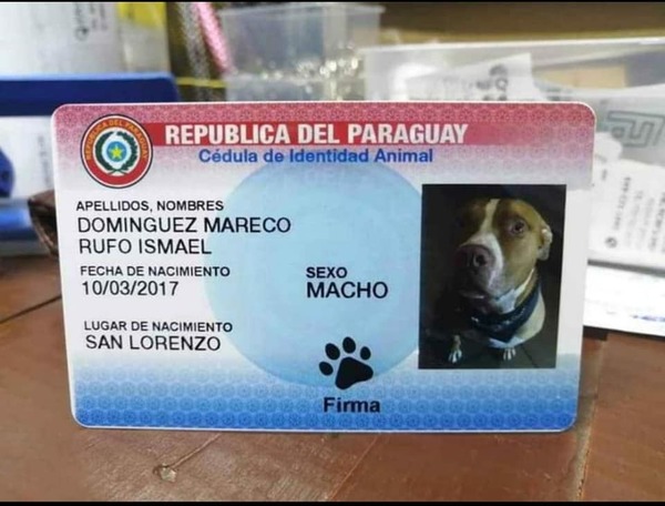 "Ceduladores" de mascotas critican aparatoso operativo policial - ADN Digital