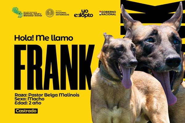 Perritos 'expostulantes' de la SENAD buscan hogar en adopción