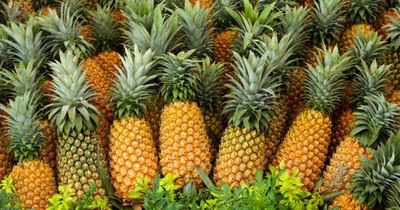 La Nación / Productores de Concepción ya exportaron más de 30 mil cajas de piña a Argentina