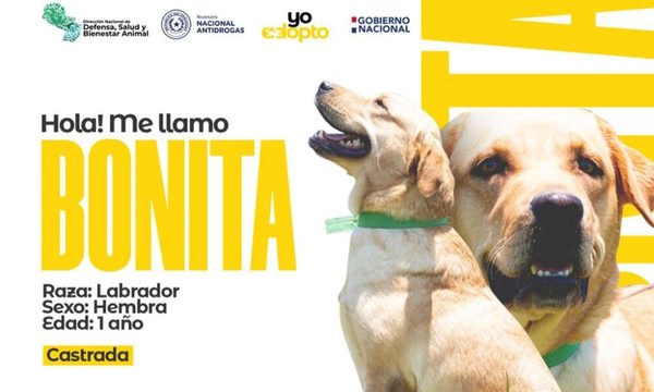 Perritos “expostulantes” de la SENAD buscan hogar en adopción